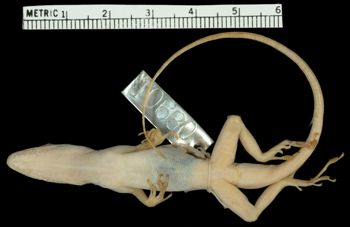 Media type: image;   Herpetology R-10630 Aspect: ventral